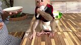 小猴子掏暴躁了，主人给它擦嘴巴都发脾气，真是个坏家伙