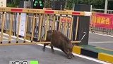 江苏镇江：野猪闯入小区，被卡住了