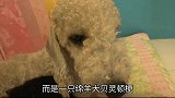 绵羊犬移情别恋.把一群小猫咪当孩子养，猫妈妈知道生气了.