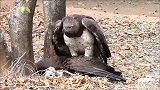 老鹰捕猎秃鹫，老鹰这眼神看着霸气