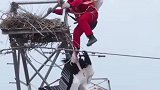 电力工人爬上53米高塔，解救鸟中国宝东方白鹳