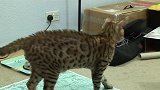 真是好呆萌的猫咪啊，家里竟然有两只猫咪，真是羡慕啊！