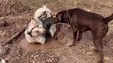 狗子：兄弟快下来玩呀，这泥水里很好玩儿！