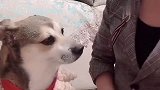 狗狗陪女主人唱歌，主人唱一句它唱一句，太聪明了
