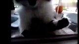 狗狗睡觉打呼噜，猫实在听不下去，一巴掌把狗扇醒了！