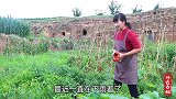 辣椒红了，春姐教你辣椒酱的做法，鲜香麻辣，藏起来冬天吃，够了