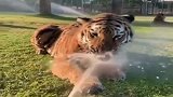 这不就是玩水的小猫咪吗，老虎：看我猛虎戏水，哎呦呲我一脸！