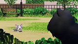 甜甜私房猫：小奇要学习抓鸽子了 大黑被说坏话了