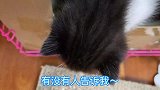 短腿小奶猫，刚会走路就找大猫打架互扇耳光，超级奶凶奶凶的