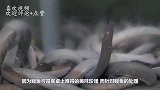 韩国大厨刀工有多恐怖？鳗鱼刚反咬一口，瞬间被剥皮抽筋