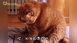 四川方言：猫咪放飞自我，现在干啥都费劲