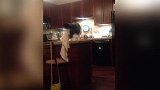 搞笑家庭萌猫大合集，看这蠢萌的猫咪，和镜子里的自己玩吗