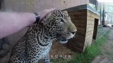 男子近距离接触猎豹，接下来的画风，怎么跟想的不一样