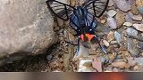 红臀凤蚬蝶，正吸食着岩石表面的矿物质