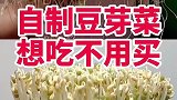 我来教你自制豆芽菜吧，看完视频的你学会了吗？快去试试吧