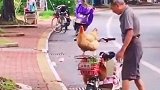 广东汕尾，这么乖的鸡你见过么？
