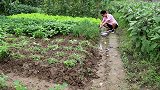 九九煮红薯粉条，心急一嗦就烫肚，一锅吃完满头大汗好不好吃朋友
