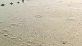 一大早的拉我去看海，这黑压压的一片是啥，吓得我大气都不敢出！