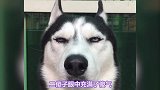狗界出名的三种狗，你猜对了吗，一个比一个傻，哈哈哈