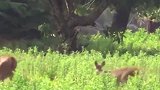 动物世界：凶猛的科莫多巨蜥,猎捕野鹿瞬间！