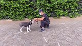 二哈不想搞训练，特警蜀黍直接把它送去狗肉店，哈哈