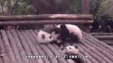 熊猫宝宝玩脱了把头卡住，伙伴前来救援，网友：真不愧是卡头帮！
