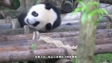 熊猫宝宝玩脱了把头卡住，伙伴前来救援，网友：真不愧是卡头帮！