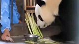 大熊猫不管你长多大，依然是妈妈的好大儿