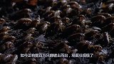 美国有一物种泛滥成灾，能在地下存活17年，甚至比蝗灾还可怕