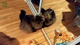 蹲在镜子前的小猫咪，舔镜子里自己的样子，好逗啊！