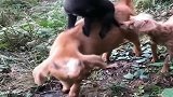 狗子欺负小羊羔，护犊子的羊妈妈，差点把狗子顶飞！