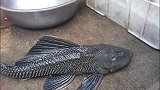 清道夫被搞定后，又一生物入侵中国，吃货：红烧还是清蒸