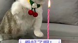 主人给小猫咪过生日，小猫咪用爪爪扑灭蜡烛