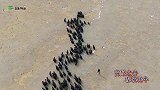 航拍青海祁连草原牦牛，很壮观！