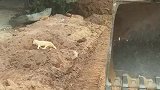 狗子正在睡觉，被路过的挖掘机吓了一跳！