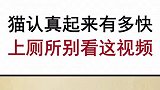 原来猫可以这么可爱!