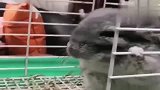 我家小龙猫保持这个姿势两天了，它这是怎么了