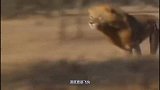 狮子将水牛引入埋伏，抓住时机疯狂撕咬，镜头记录惨烈全过程！