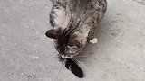 猫咪被夹断了尾巴，自己断的尾巴自己玩