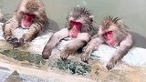 买票去看猴子泡温泉，还要给它们喂零食