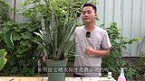 虎皮兰夏季如何晒太阳？太多人做错了
