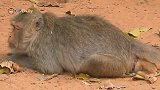 猴妈艰难地趴着，猴宝还没生出来就已经死了，悲痛