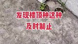 之前还有大榕树遮盖房子，去年树被卖了
