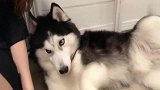 哈士奇撒娇卖萌求摸摸，女主人只好由着它，二哈你的尊严呢