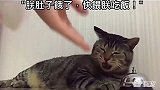 喵星人用铃铛呼叫铲屎官，把猫粮给朕端上来！