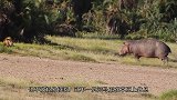 河马在“睡觉”，结果一只鬣狗走了过来，意外的一幕发生了