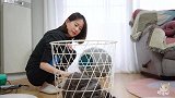 听我声劝，轻易别给1年没洗的猫洗澡