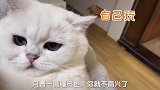 铲屎官小看了，家里有只猫是种什么样的体验，太萌了