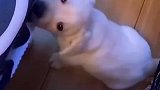 狗狗被主人打了之后气的拍地板