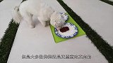 狗爱吃生肉还是熟肉抛开理论，我们让狗自己选择